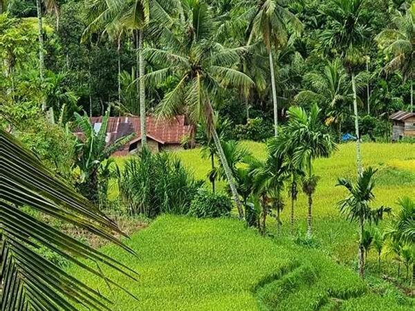 Exploring Sumatra With Low Budget — Tambakbet Insider Tips