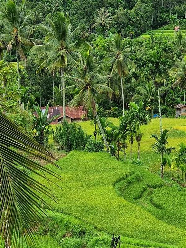 Exploring Sumatra With Low Budget — Tambakbet Insider Tips